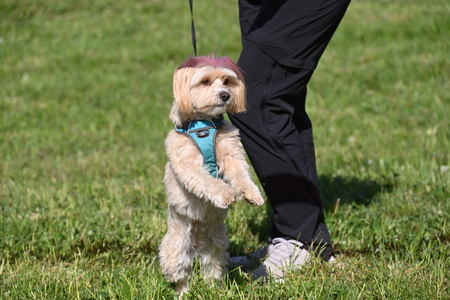 Uspešno izveden 36. Mekinjski kros  (5)